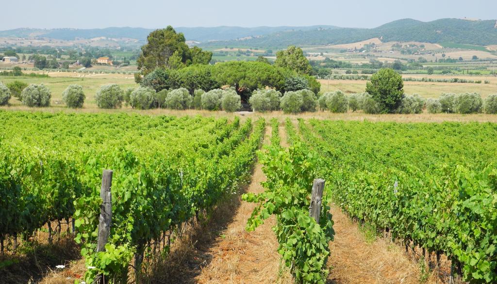 Podere Oslavia Az.Agr.Bio Giannini Alberese Bagian luar foto