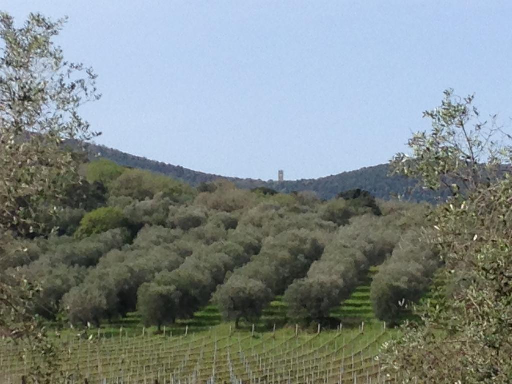 Podere Oslavia Az.Agr.Bio Giannini Alberese Bagian luar foto