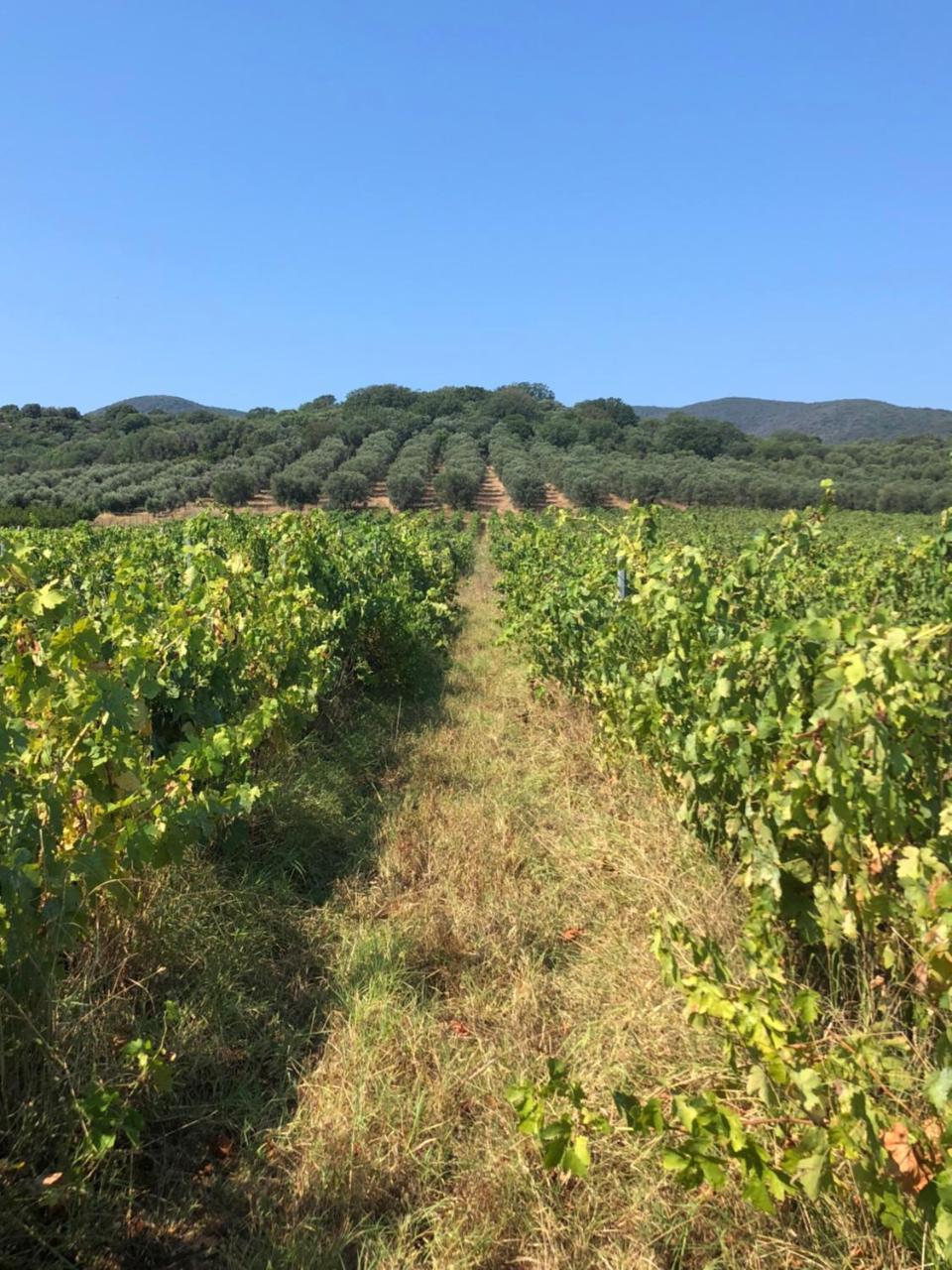 Podere Oslavia Az.Agr.Bio Giannini Alberese Bagian luar foto